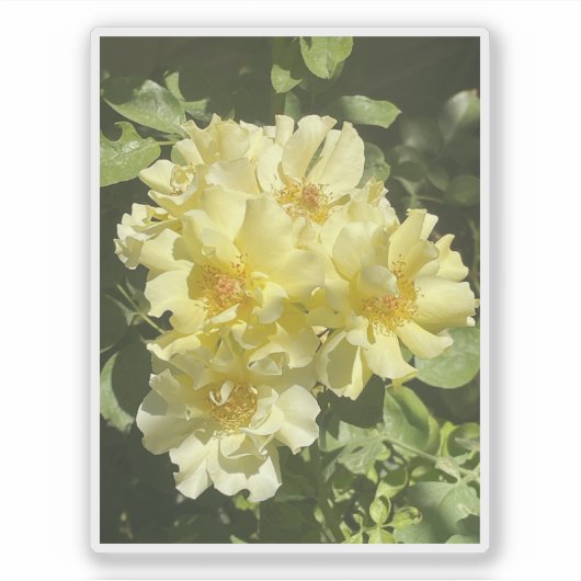 Yellow Botanical Flowers Sticker (Voorkant)