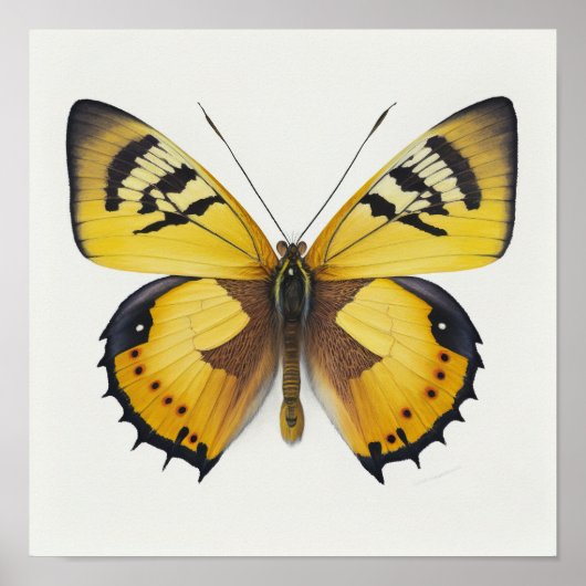 Yellow Butterfly Art Print Poster (Voorkant)