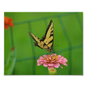 Yellow Butterfly foto Foto Afdruk