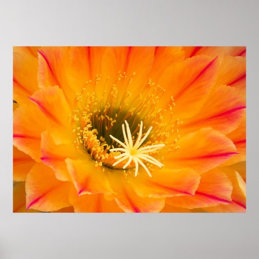 Yellow Cactus Blossom Poster (Voorkant)