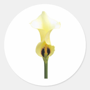 Yellow Calla Lily Ronde Sticker
