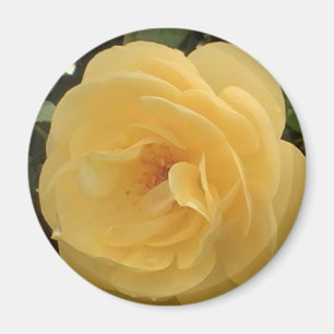 Yellow Camellia Magnet