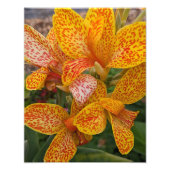 Yellow Canna Lily with Red Speckles Floral Foto Afdruk (Voorkant)