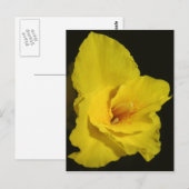 Yellow Cannas Canna Lilies Flower foto Briefkaart (Voorkant / Achterkant)