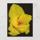 Yellow Cannas Canna Lilies Flower foto Briefkaart (Voorkant)