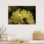 Yellow Clivia Poster (Keuken)