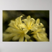Yellow Clivia Poster (Voorkant)