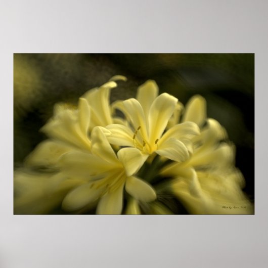 Yellow Clivia Poster (Voorkant)