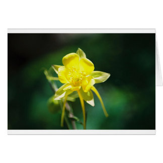 Yellow Columbine Wilde bloem
