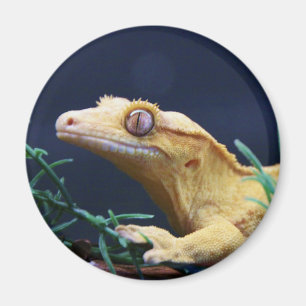 Yellow Crested Gecko Resting Magneet