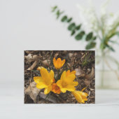 Yellow Crocus Briefkaart (Staand voorkant)