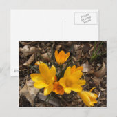 Yellow Crocus Briefkaart (Voorkant / Achterkant)