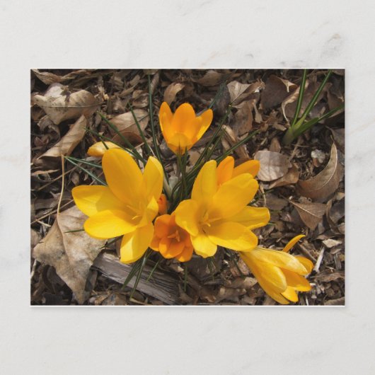 Yellow Crocus Briefkaart (Voorkant)