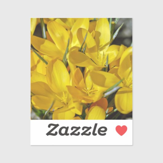 Yellow Crocus Flowers Sticker (Vel)