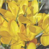 Yellow Crocus Flowers Sticker (Voorkant)