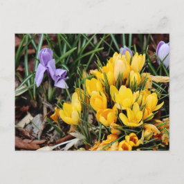 Yellow Crocus foto met groen accent Briefkaart