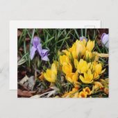 Yellow Crocus foto met groen accent Briefkaart (Voorkant / Achterkant)
