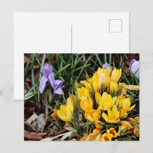 Yellow Crocus foto met groen accent Briefkaart (Voorkant / Achterkant)