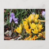 Yellow Crocus foto met groen accent Briefkaart (Voorkant)