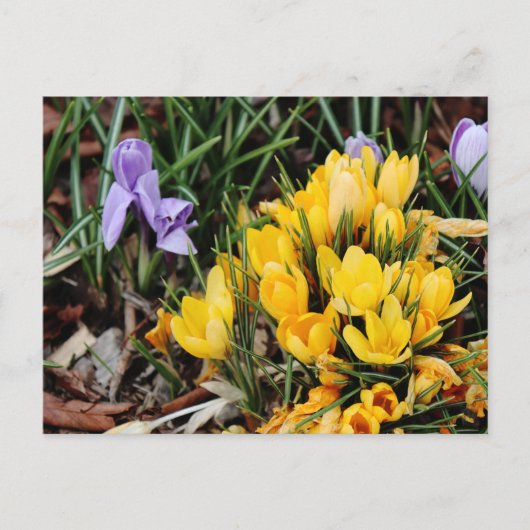 Yellow Crocus foto met groen accent Briefkaart (Voorkant)