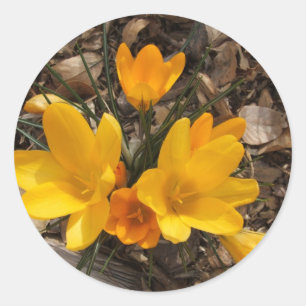 Yellow Crocus Ronde Sticker