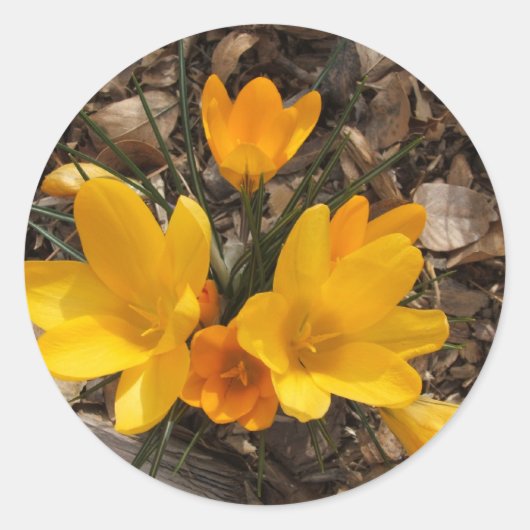 Yellow Crocus Ronde Sticker (Voorkant)
