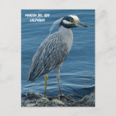Yellow-Crowned Night Heron- Marina Del Rey, CA Briefkaart (Voorkant)