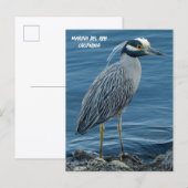 Yellow-Crowned Night Heron- Marina Del Rey, CA Briefkaart (Voorkant / Achterkant)
