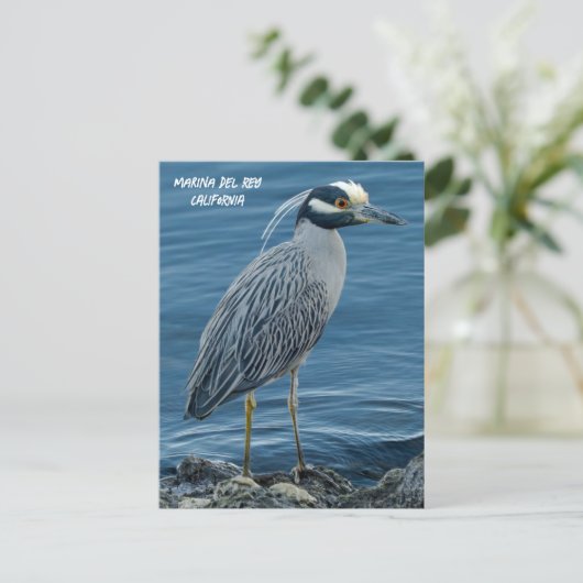 Yellow-Crowned Night Heron- Marina Del Rey, CA Briefkaart (Staand voorkant)