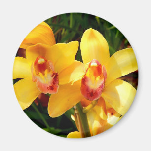 Yellow Cymbidium Orchid Magnet