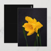 Yellow Daffodil Briefkaart (Voorkant / Achterkant)