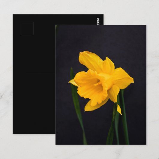 Yellow Daffodil Briefkaart (Voorkant / Achterkant)