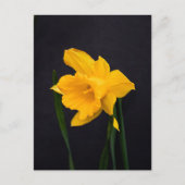 Yellow Daffodil Briefkaart (Voorkant)