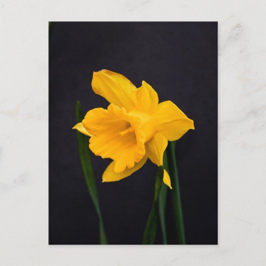 Yellow Daffodil Briefkaart (Voorkant)