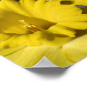Yellow Daffodil Centre Abstract Poster (Hoek)