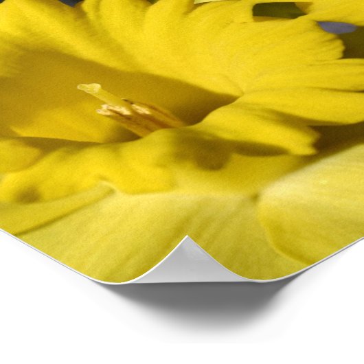 Yellow Daffodil Centre Abstract Poster (Hoek)