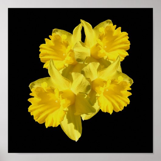 Yellow Daffodil Flowers Bouquet Poster (Voorkant)