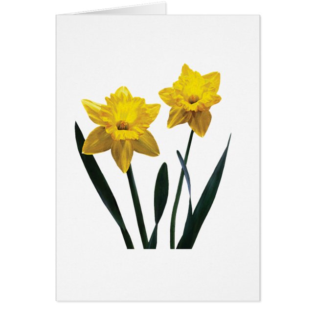 Yellow Daffodil Paar (Voorkant)