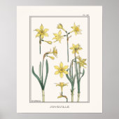Yellow Daffodils Verneuil Illustration Poster (Voorkant)