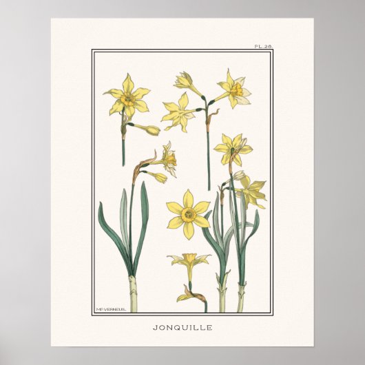 Yellow Daffodils Verneuil Illustration Poster (Voorkant)