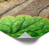 Yellow Dagger Moth Caterstyle Insect Poster (Hoek)