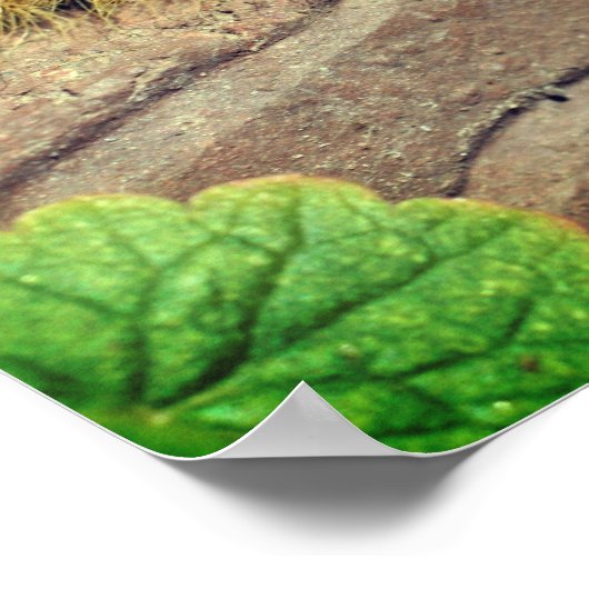 Yellow Dagger Moth Caterstyle Insect Poster (Hoek)