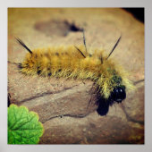 Yellow Dagger Moth Caterstyle Insect Poster (Voorkant)