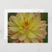 Yellow Dahlia Briefkaart (Voorkant / Achterkant)