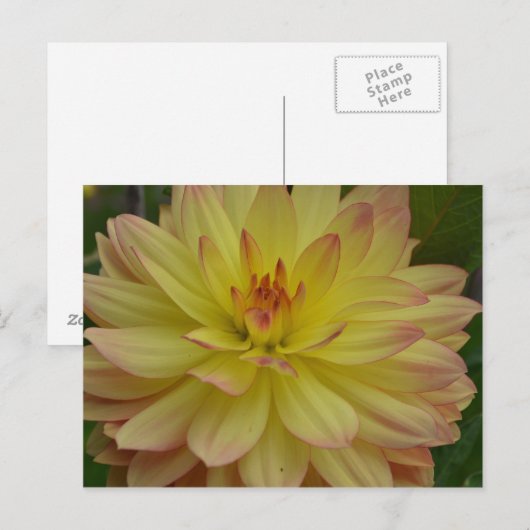 Yellow Dahlia Briefkaart (Voorkant / Achterkant)
