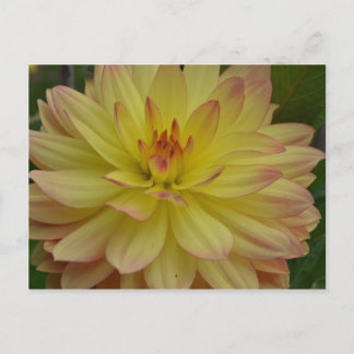 Yellow Dahlia Briefkaart