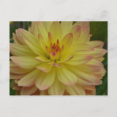 Yellow Dahlia Briefkaart (Voorkant)