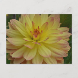 Yellow Dahlia Briefkaart
