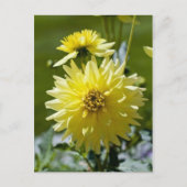 Yellow Dahlia-Briefkaart Briefkaart (Voorkant)
