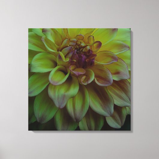 Yellow Dahlia Canvas Afdruk (Voorkant)